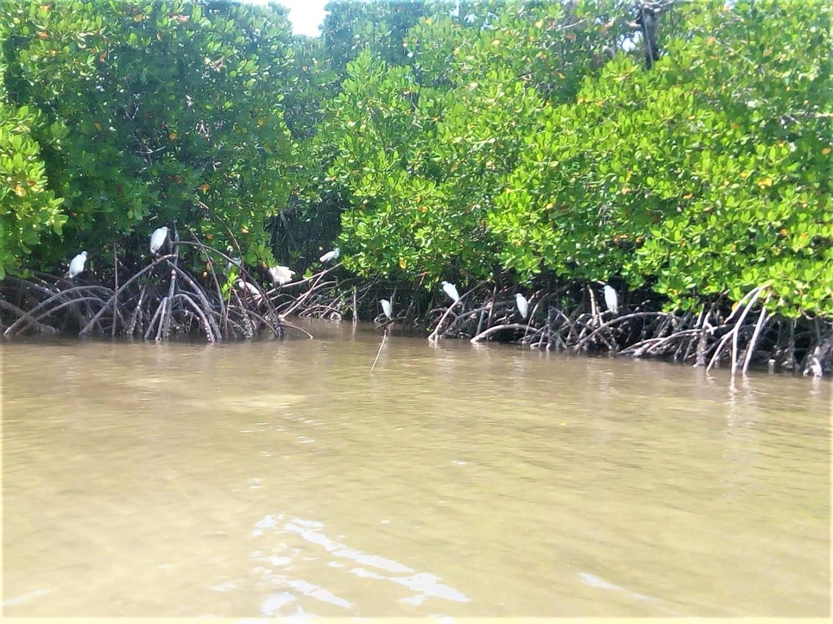 Mida Creek Nature Camp Watamu Bagian luar foto